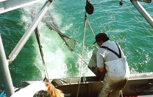 Recovering an otter trawl aboard