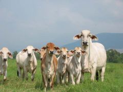 Last year Brazil exported 333,000 tonnes of beef to the EU