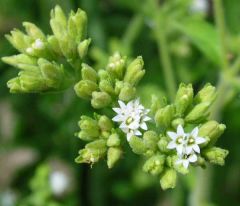Stevia a  nature's sweetener