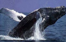 The Gulf of Corcovado is home to about 200 migrating blue whales