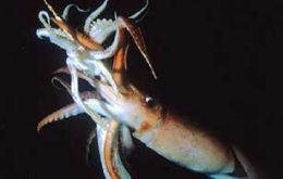 Jumbo-sized Humboldt squid