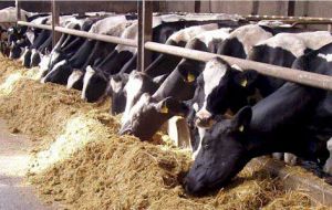Dairy farms will have to wait until after the Elections for solutions