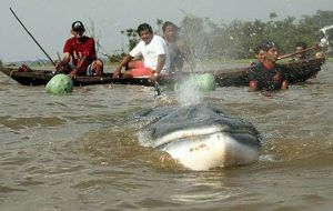 Residents of Brazil's Amazon basin try to help a minke whale