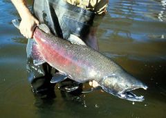 Chinook salmon have escaped from fish farms in neighboring Chile, researchers say