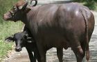 A typical Italian imbroglio: maffia, buffalos, disease and dearer mozzarella pizza