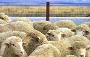 Lamb prices are increasing