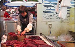 Fin whale is the most sought after species in Japan's markets