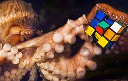Octopus playing with a Rubik's Cube