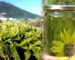 Brazil is eager to fund the development of seaweed-based biodiesel production