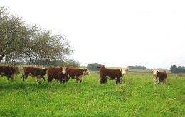 Hereford cattle feeding in Uruguayan pastures