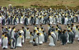 King Penguins colony at Voluteer Point