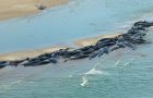 Whales died in a mass stranding off the NW tip of Tasmania.<br>(Parks and Wildlife)