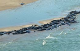 Whales died in a mass stranding off the NW tip of Tasmania.<br>(Parks and Wildlife)