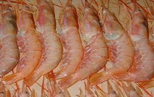 Frozen pink shrimp for export. Shrimp was Argentina's second most important export in the year through March.