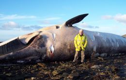 Rob McGill with the sei whale on Carcass Island.