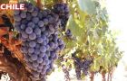 Over a billion litres of wine and 85% with declaration of origin