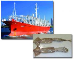 Most jiggers are back in port, while a few still catching are betting on higher prices in the near future.