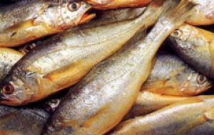 The vessels had 90 tons of yellow croaker a common and abundant species in the River Plate