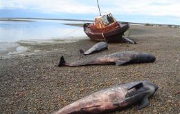 The dead whales were found in an area rich in marine life