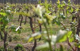 Wine production in Mendoza is down 30%