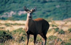 The conservation project includes protection of Chile’s national animal, the huemul