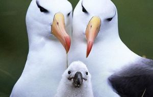 Black-browed albatross portrait