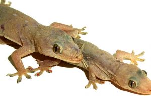 Street value of each gecko in European black market is estimated in 1.000 Euros