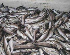 Hake is the main catch in the South Atlantic