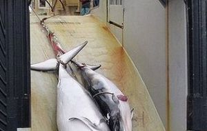 Environmentalists are in the lookout for the Japanese whaling fleet