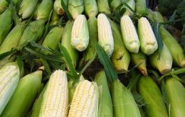 Even when many farmers left corn for soy, a bountiful harvest of maize is also expected