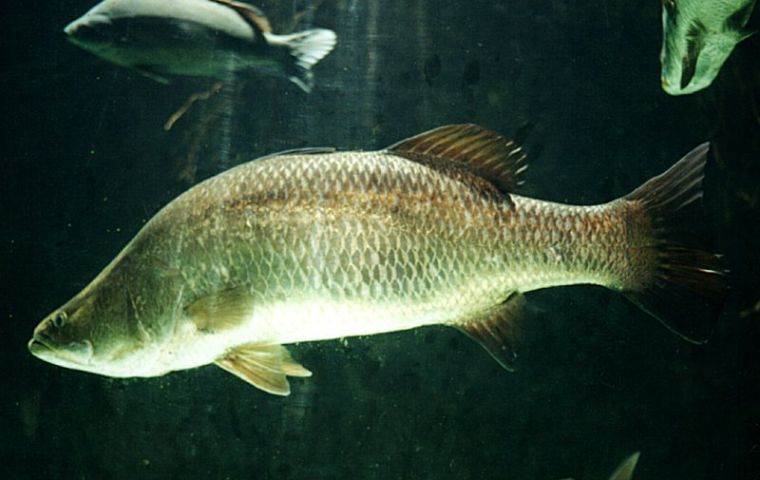 Unlike other carnivorous fish such as salmon or cod, barramundi thrive on a largely vegetarian diet because of their rare ability to synthesize omega-3 fatty acids from plants.