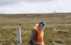 De-mining expert working in Falklands’ peaty soil in search of minimum metal mines 