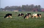 Abundant rainfall helped fields to recover