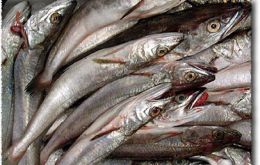 Over-fishing in Argentina again threatens common hake in the South Atlantic  
