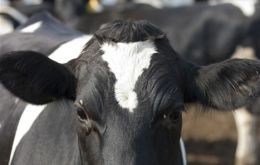 The beef cow was born in 2004: eleven years to recover “negligible risk status”