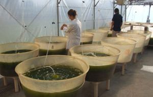 Vats of farmed micro-algae.