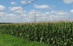 Corn fields benefited from abundant rainfall in summer months 