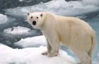 This majestic bear of the North Pole has great chances of ending as a rug or fur