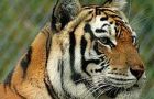 It is estimated that only 3.200 tigers remain in the wild