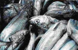 Eighty per cent of adult hake have disappeared from the Argentine sea as a result of overfishing, FVSA states.
