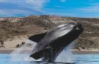 An International Whaling Commission taskforce analyzed the situation in Puerto Madryn