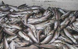 Growing concern in Argentina with hake landings 