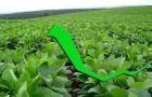 Argentina expects one of the largest crops of soybeans this year