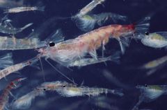 China interested in krill fisheries to cut foreign dependence ... China interested in krill fisheries to cut foreign dependence ...