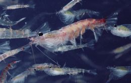 Krill, an abundant resource in Antarctic waters 