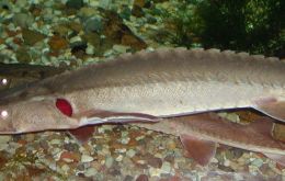 The shovelnose sturgeon commonly is found in the Mississippi and Missouri rivers