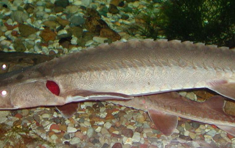 The shovelnose sturgeon commonly is found in the Mississippi and Missouri rivers