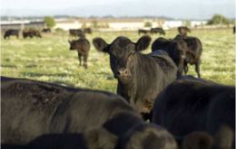 Latinamerica contributes with 41% of world beef exports 