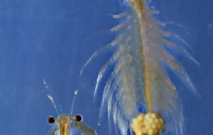 Brine-shrimp, also known as Artemia or ‘sea monkeys’