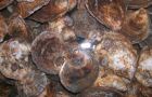 Louisiana’s sea food industry supplies one third of US oyster production